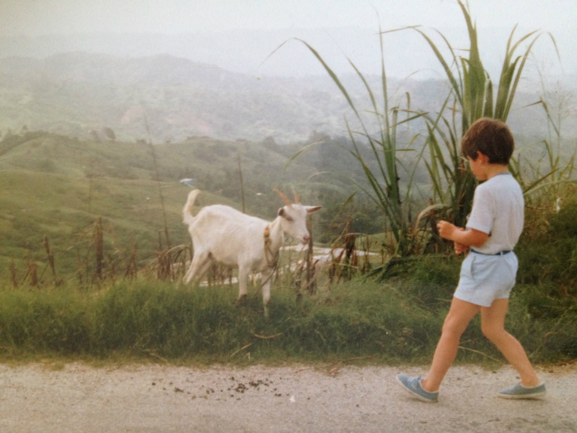 A young Nigel walking along a hillside road past a white goat, with misty green hills behind.