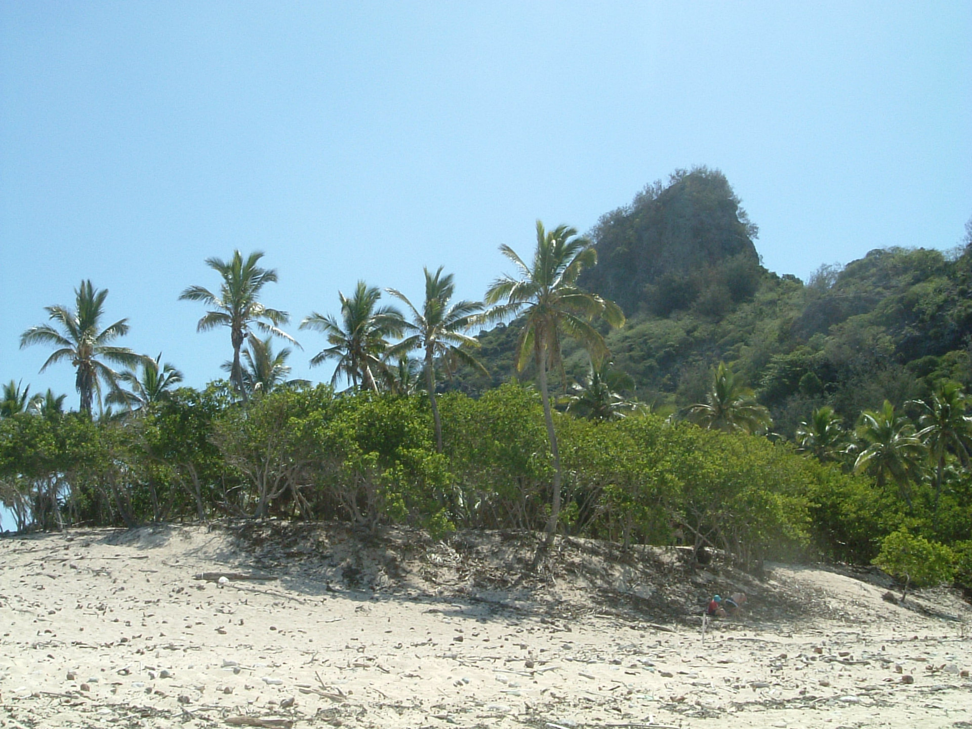 Palm trees and low scrub on the sandy dune of Monuriki island, Fiji.